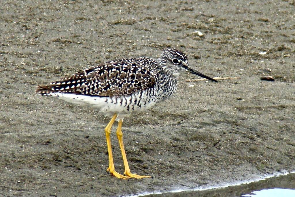 GREATER YELLOWLEGS (Tringa melanoleuca) by Maggie.Smith is licensed under CC BY-NC 2.0
